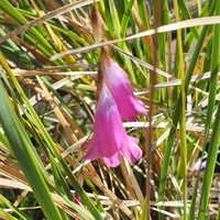 Dierama trichorhizum 
